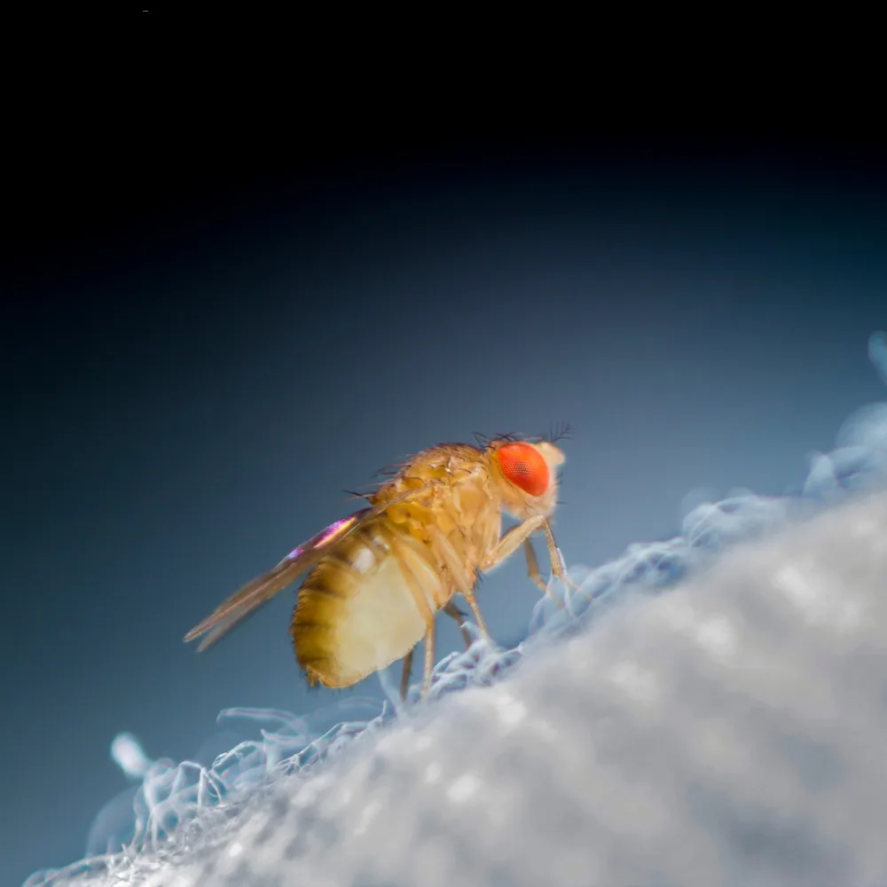 Fruit flies on ripe fruit