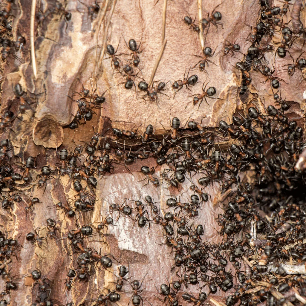 Ant colony