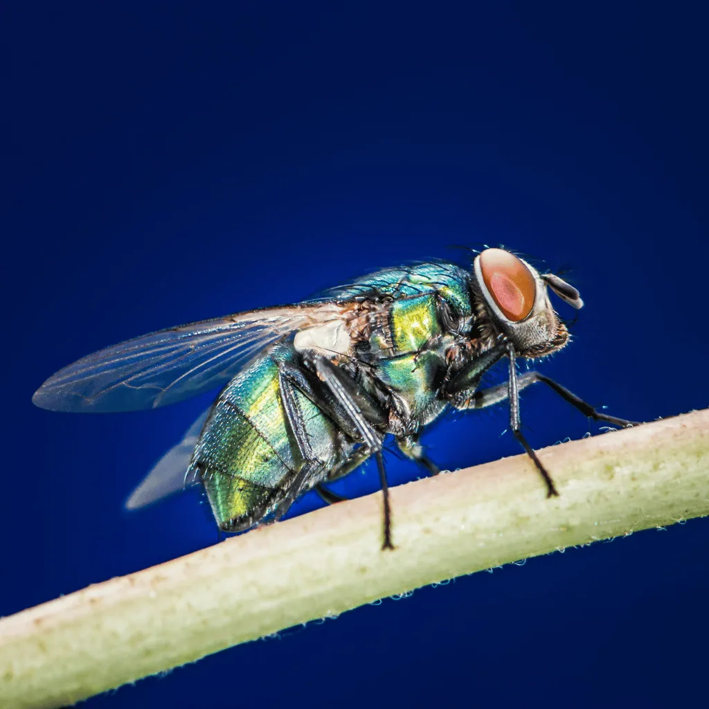 Blow flies close-up